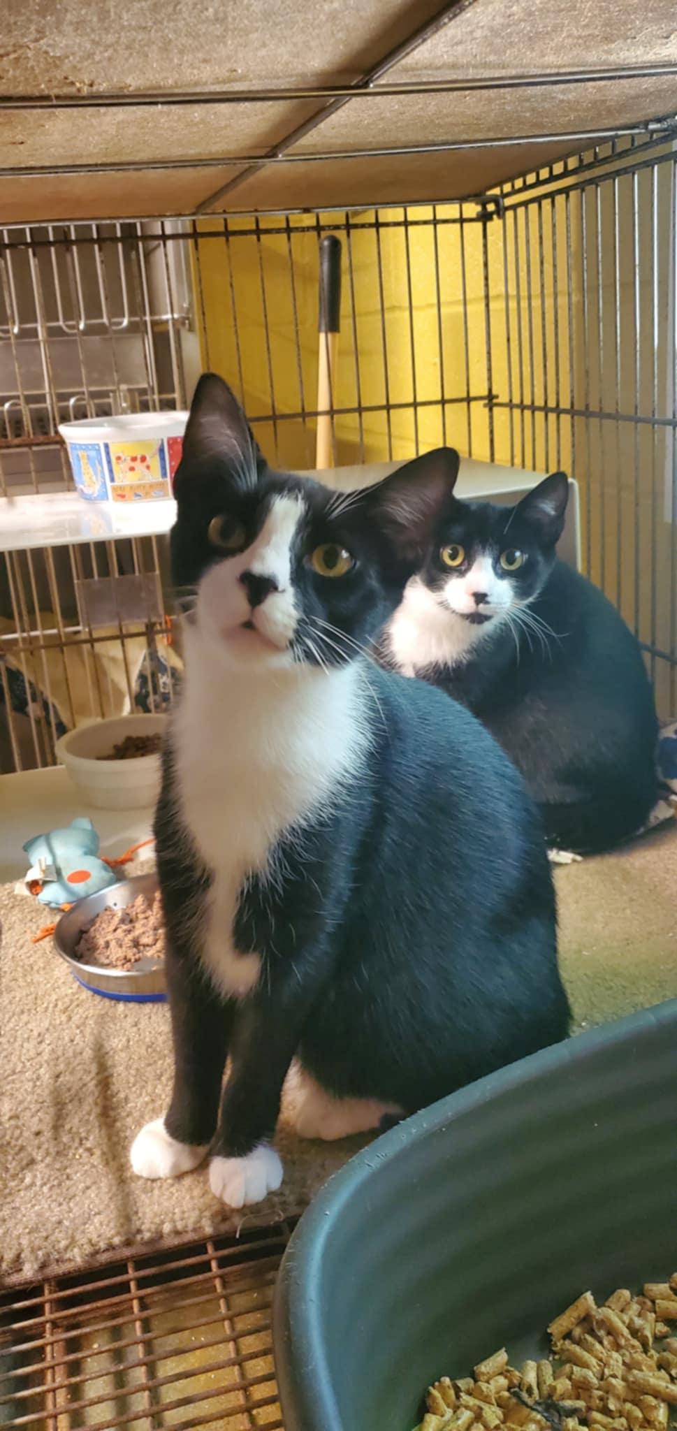 Triskit and Ritz- two kittens growing up in a shelter cage :( (brother and sister), a Adoptable Domestic Short Hair in Lake Hopatcong, NJ image 4/5