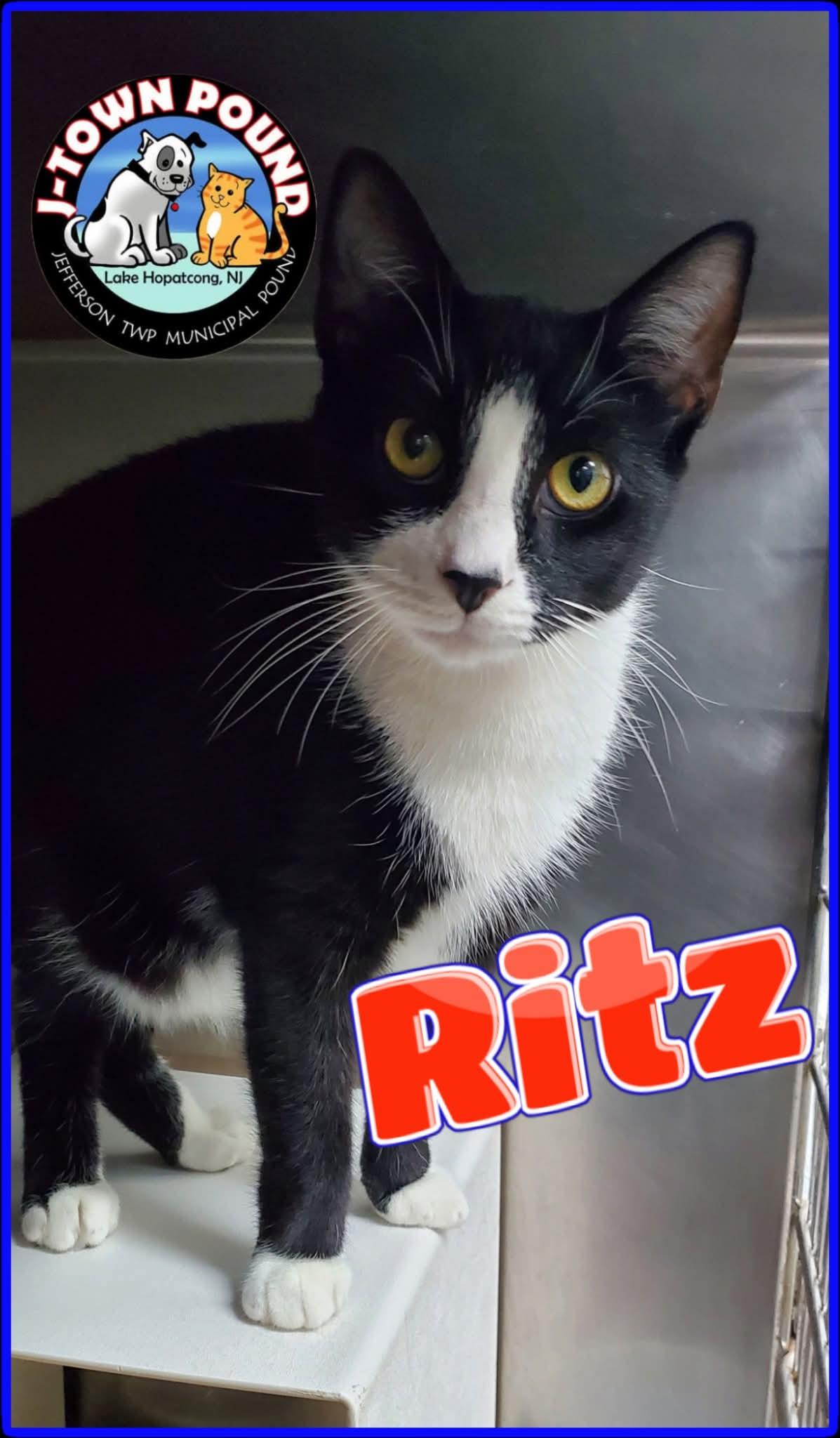 Triskit and Ritz- two kittens growing up in a shelter cage :( (brother and sister), a Adoptable Domestic Short Hair in Lake Hopatcong, NJ image 1/5