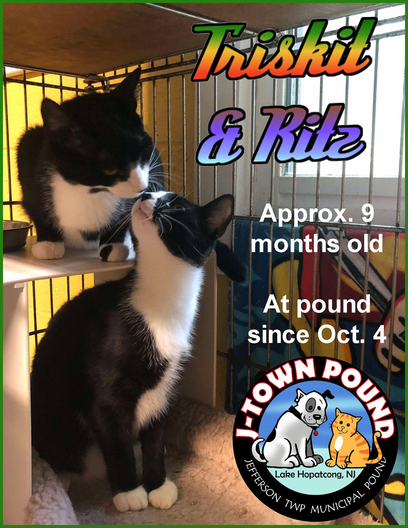 Triskit and Ritz- two kittens growing up in a shelter cage :( (brother and sister), a Adoptable Domestic Short Hair in Lake Hopatcong, NJ image 2/5