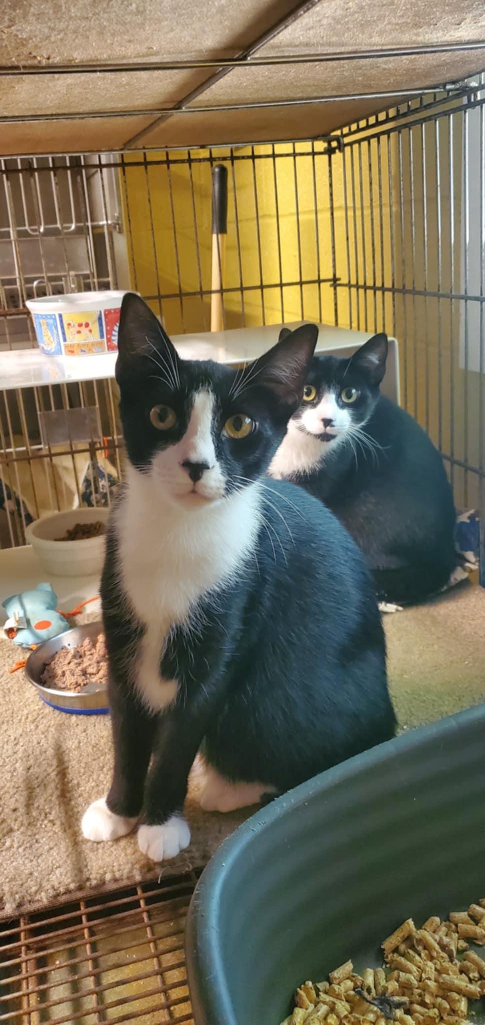 Triskit and Ritz- two kittens growing up in a shelter cage :( (brother and sister), a Adoptable Domestic Short Hair in Lake Hopatcong, NJ image 5/5