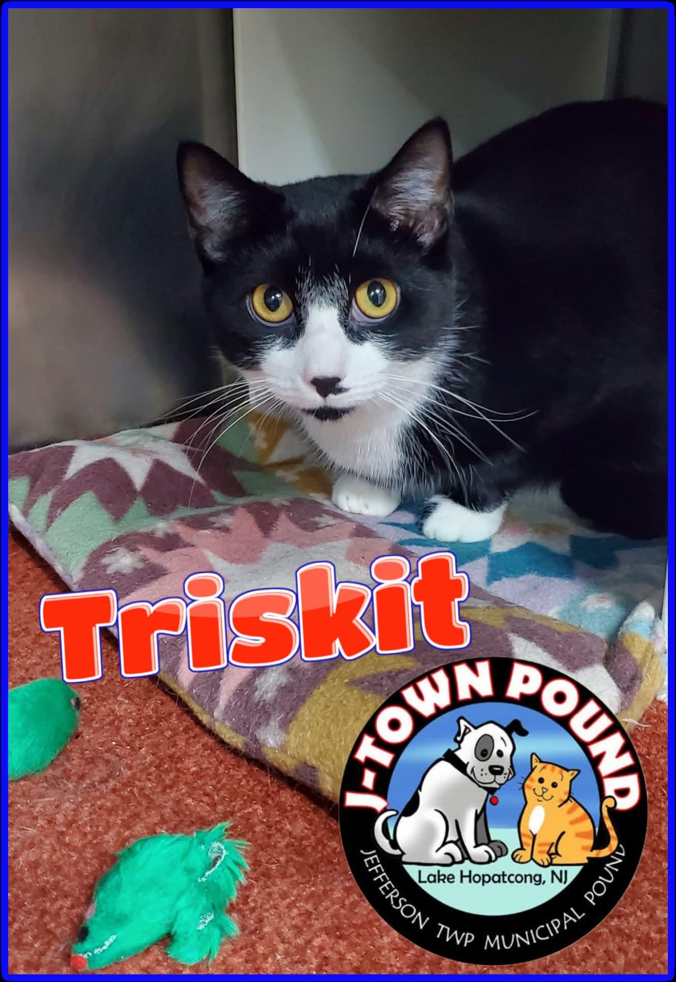 Triskit and Ritz- two kittens growing up in a shelter cage :( (brother and sister), a Adoptable Domestic Short Hair in Lake Hopatcong, NJ image 3/5