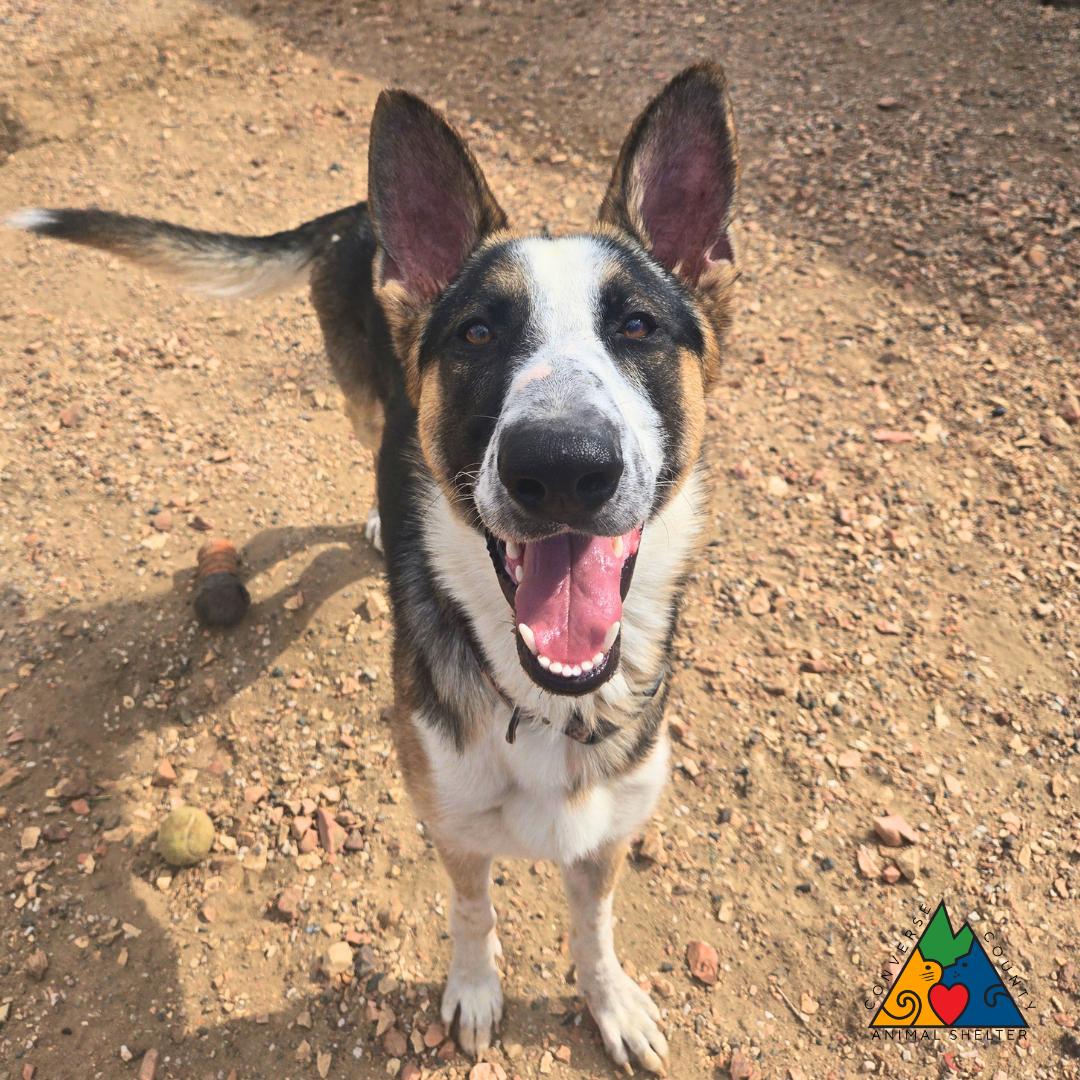 Diesel, a ADOPTABLE mixed breed in Douglas, WY image 3/4