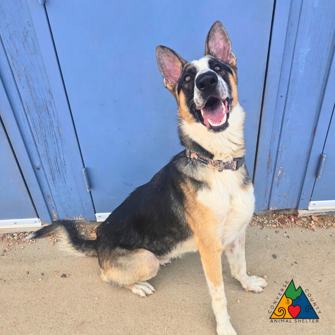 Diesel, ADOPTABLE, Young Male German Shepherd Dog & Mixed Breed.