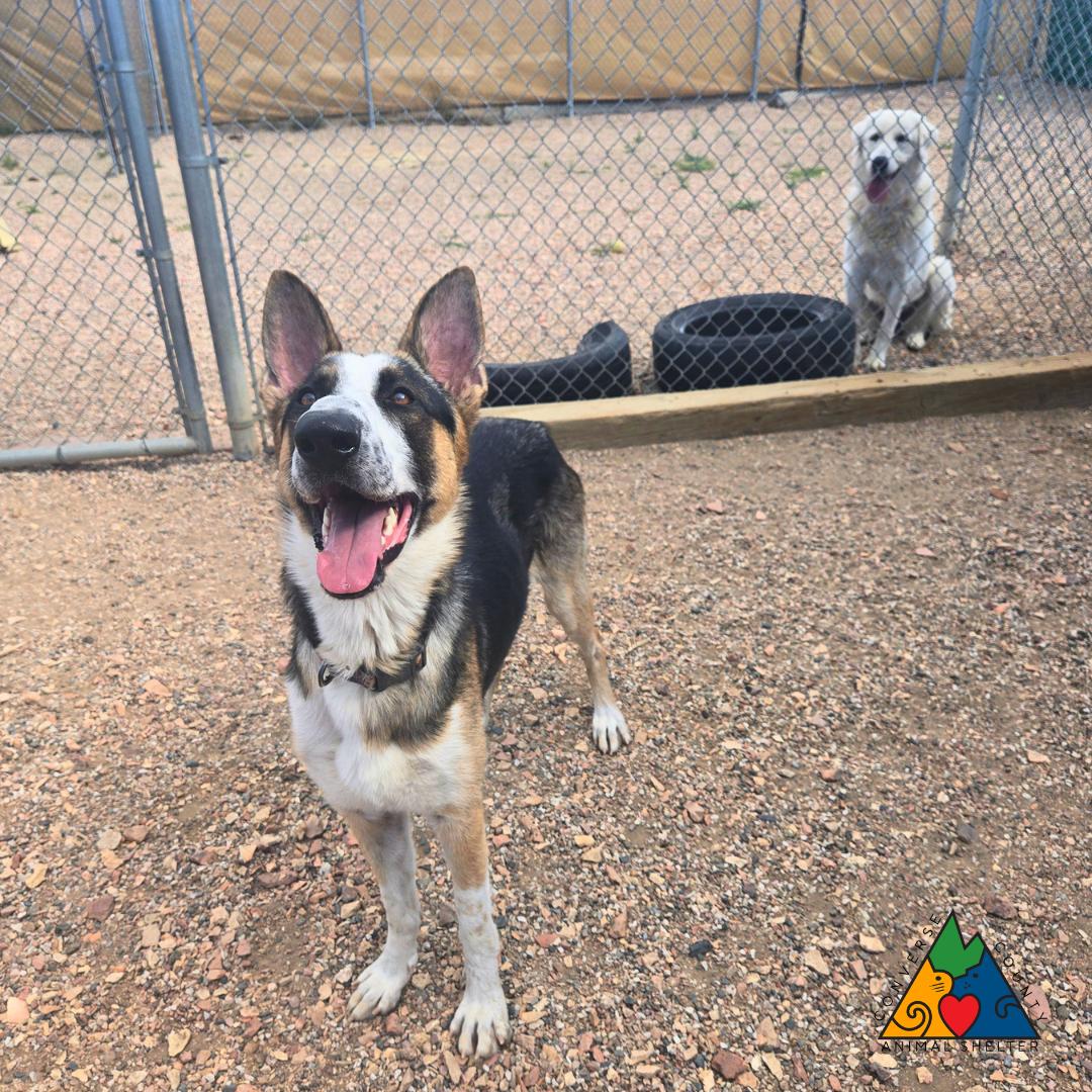 Diesel, a ADOPTABLE mixed breed in Douglas, WY image 4/4