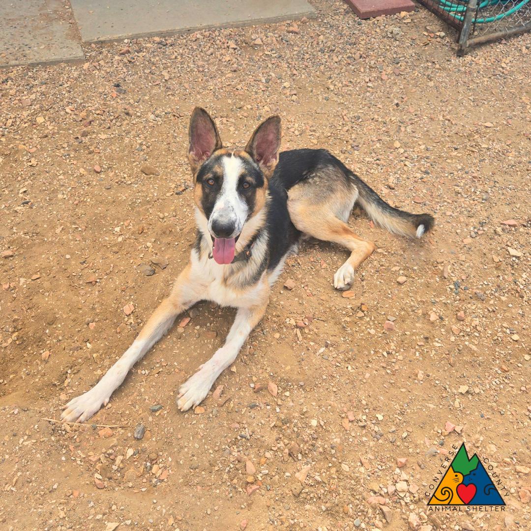 Diesel, a ADOPTABLE mixed breed in Douglas, WY image 2/4