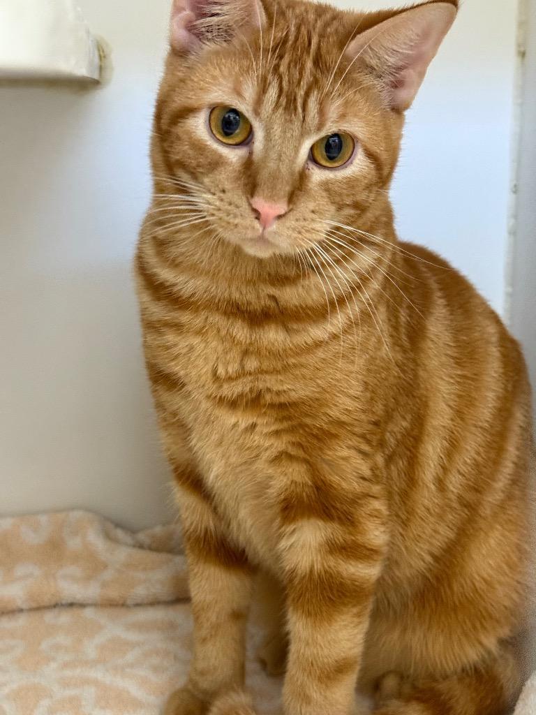 Enlarge Hot Wing, a Adoptable mixed breed in Sapulpa, OK image 1/2