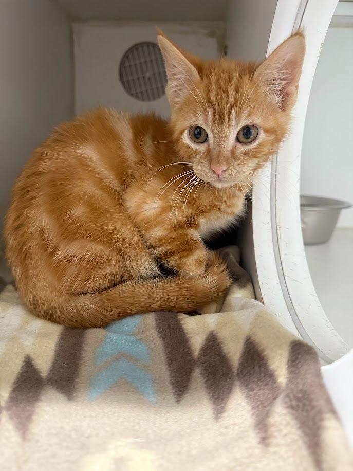 Enlarge Hot Wing, a Adoptable mixed breed in Sapulpa, OK image 2/2