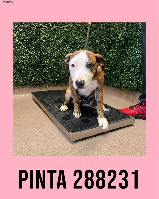 Enlarge PINTA, a Adoptable Mixed Breed in Macon, GA image 1/1