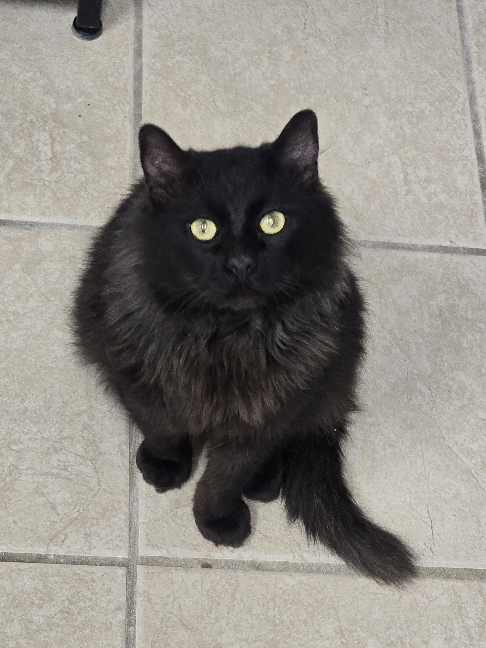 Zeke, Adoptable, Young Male Domestic Long Hair.