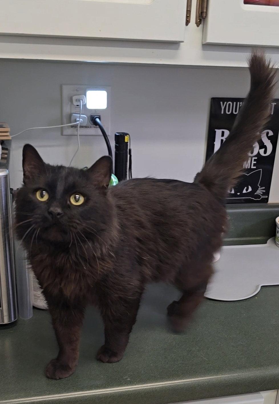 Enlarge Zeke, a Adoptable Domestic Long Hair in Locust Grove, GA image 2/3