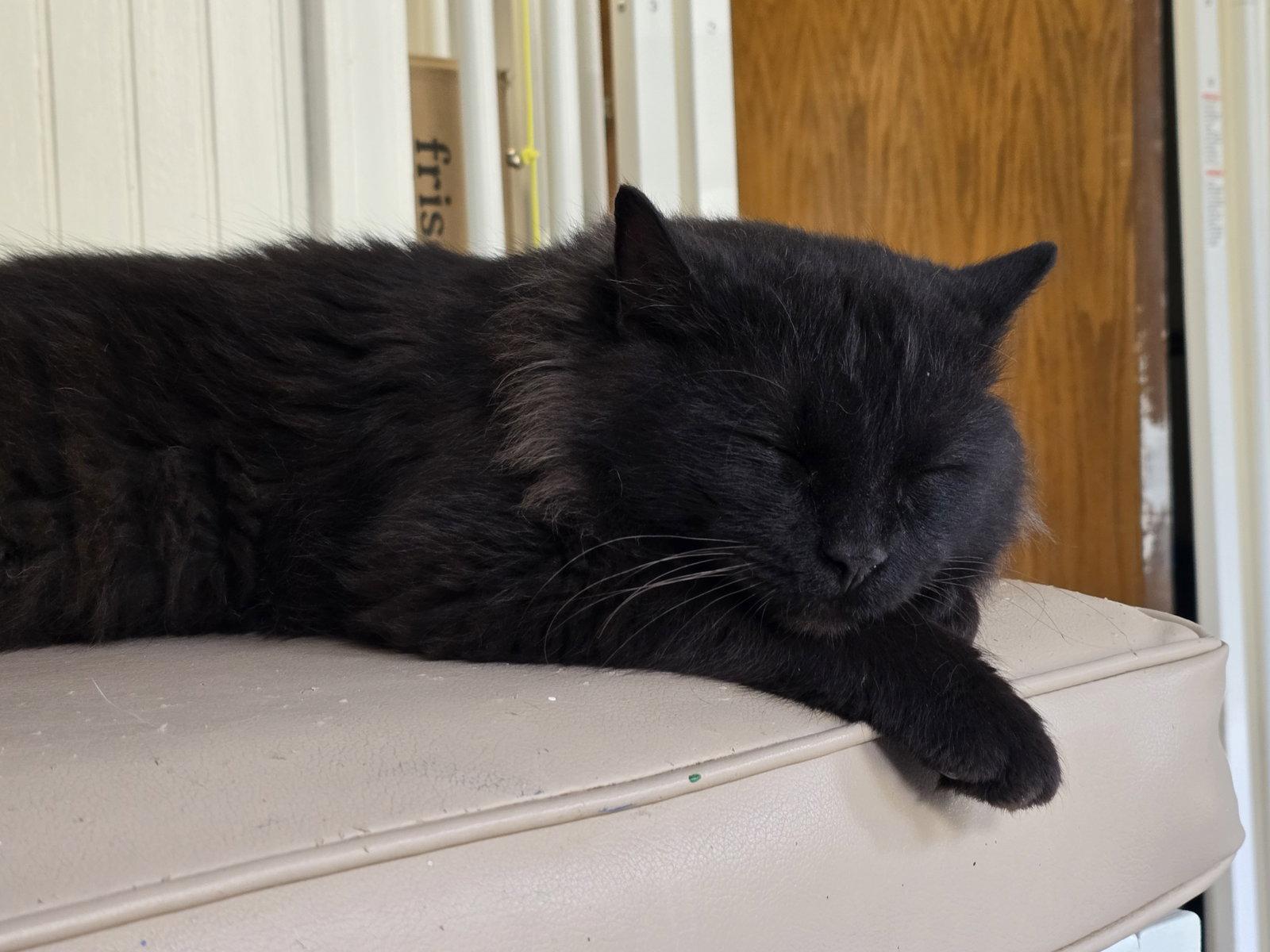 Enlarge Zeke, a Adoptable Domestic Long Hair in Locust Grove, GA image 3/3