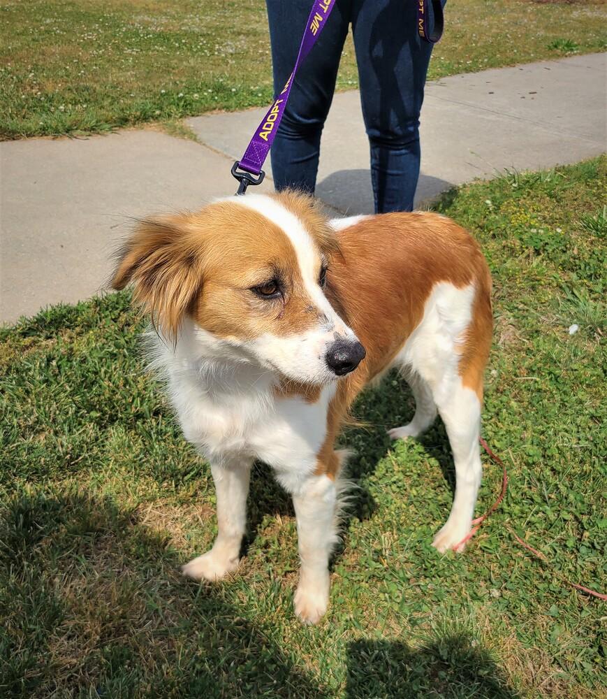 Enlarge Skylar, a Adopted mixed breed in Youngsville, NC image 1/2
