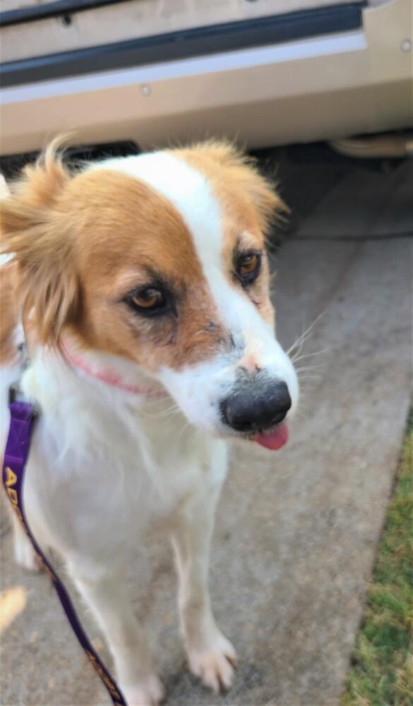 Enlarge Skylar, a Adopted mixed breed in Youngsville, NC image 2/2