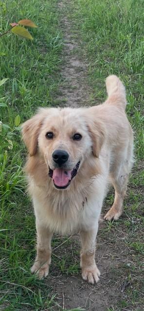 Finnigan, a Adoptable mixed breed in Terra Cotta, ON image 3/6