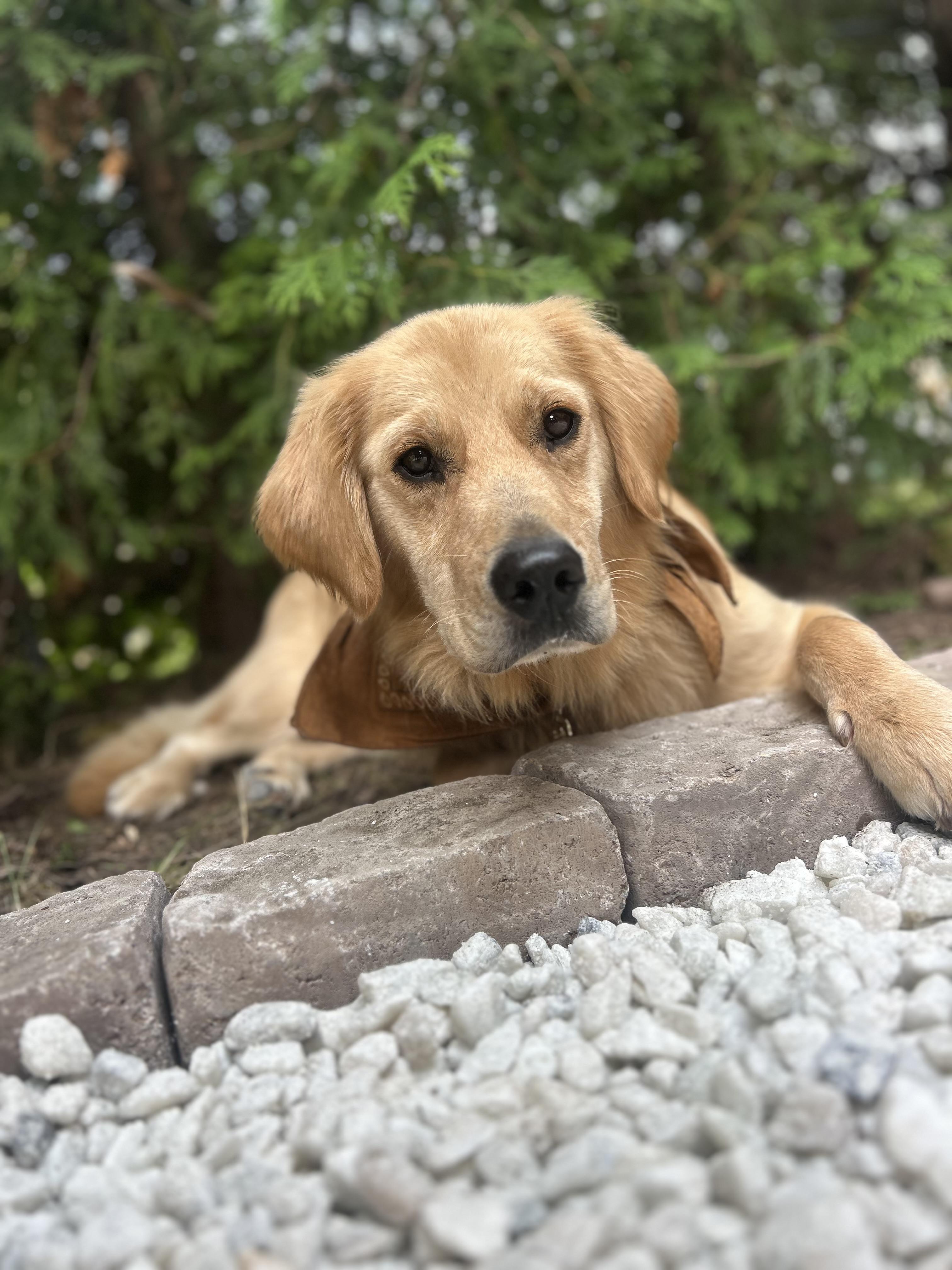 Enlarge Oakley, a Adoptable mixed breed in Terra Cotta, ON image 4/6