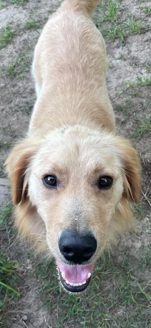 Finnigan, a Adoptable mixed breed in Terra Cotta, ON image 2/6