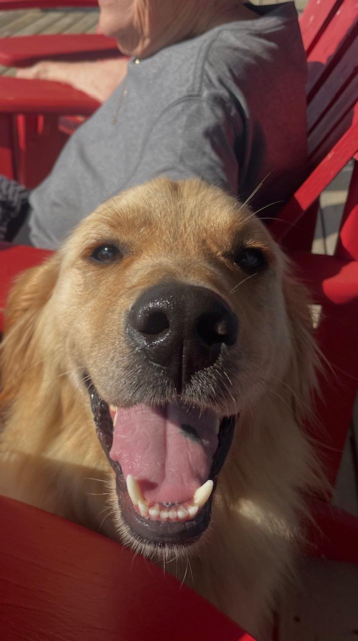 Finnigan, Adoptable, Adult Male Golden Retriever.
