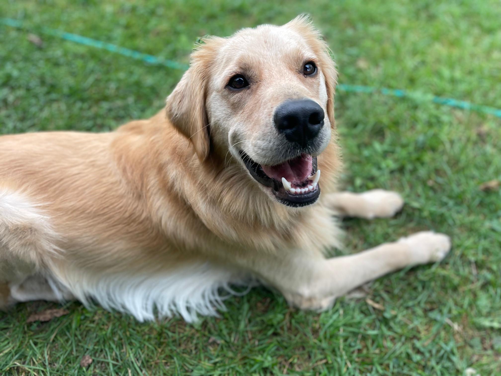 Enlarge Oakley, a Adoptable mixed breed in Terra Cotta, ON image 6/6