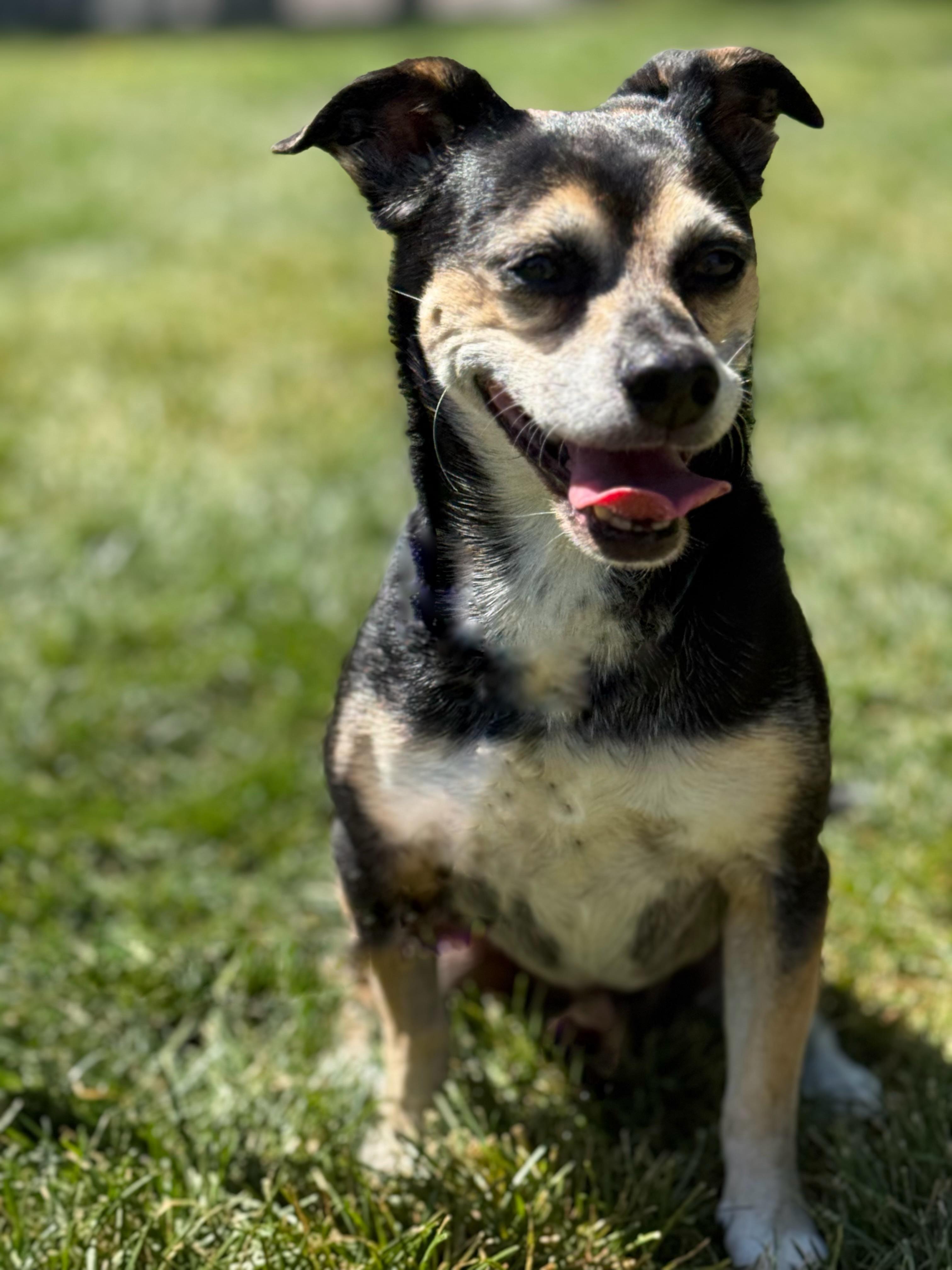 Toby Mac, a Adoptable mixed breed in Twin Falls, ID image 1/6