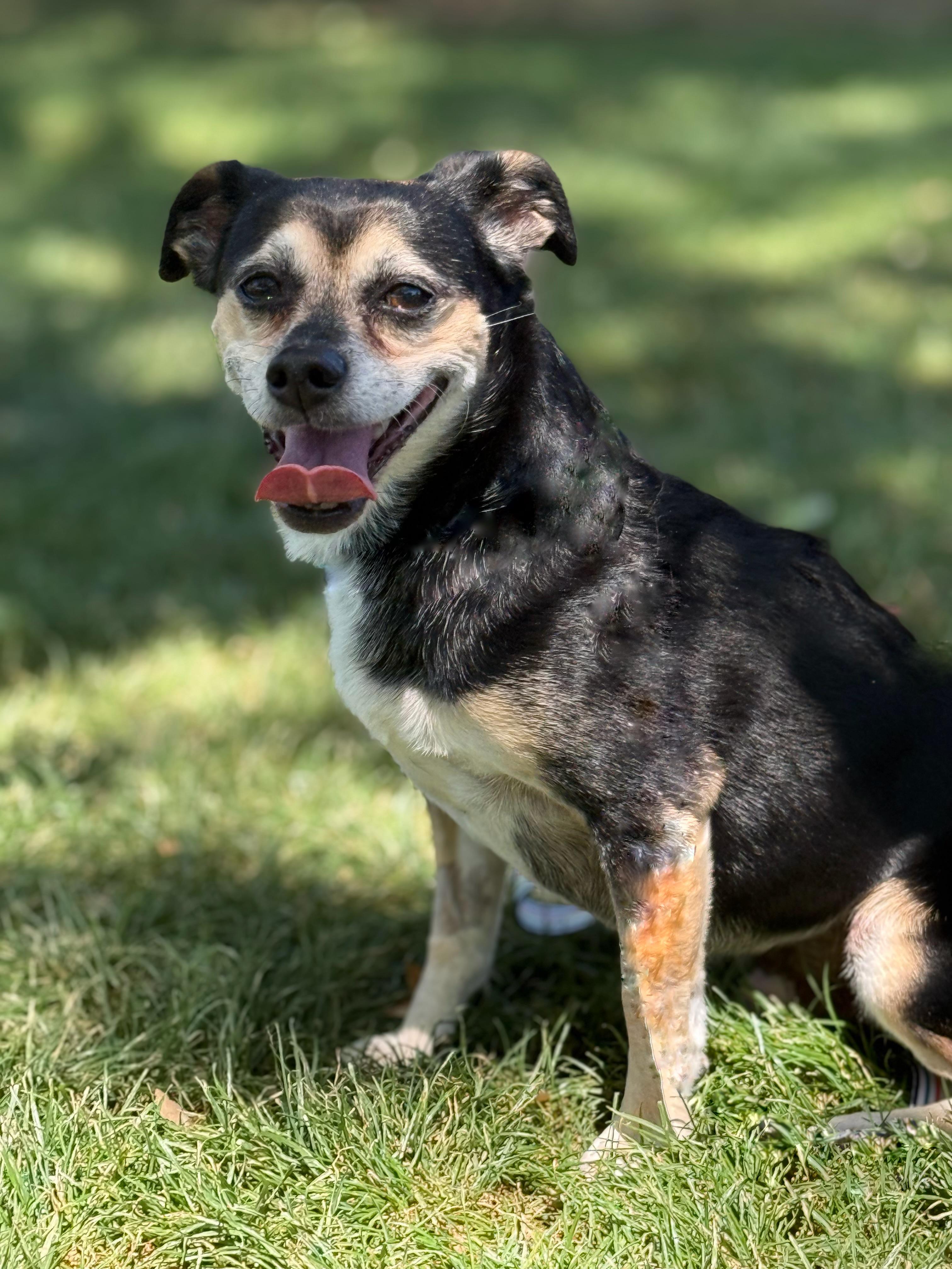 Toby Mac, a Adoptable mixed breed in Twin Falls, ID image 2/6
