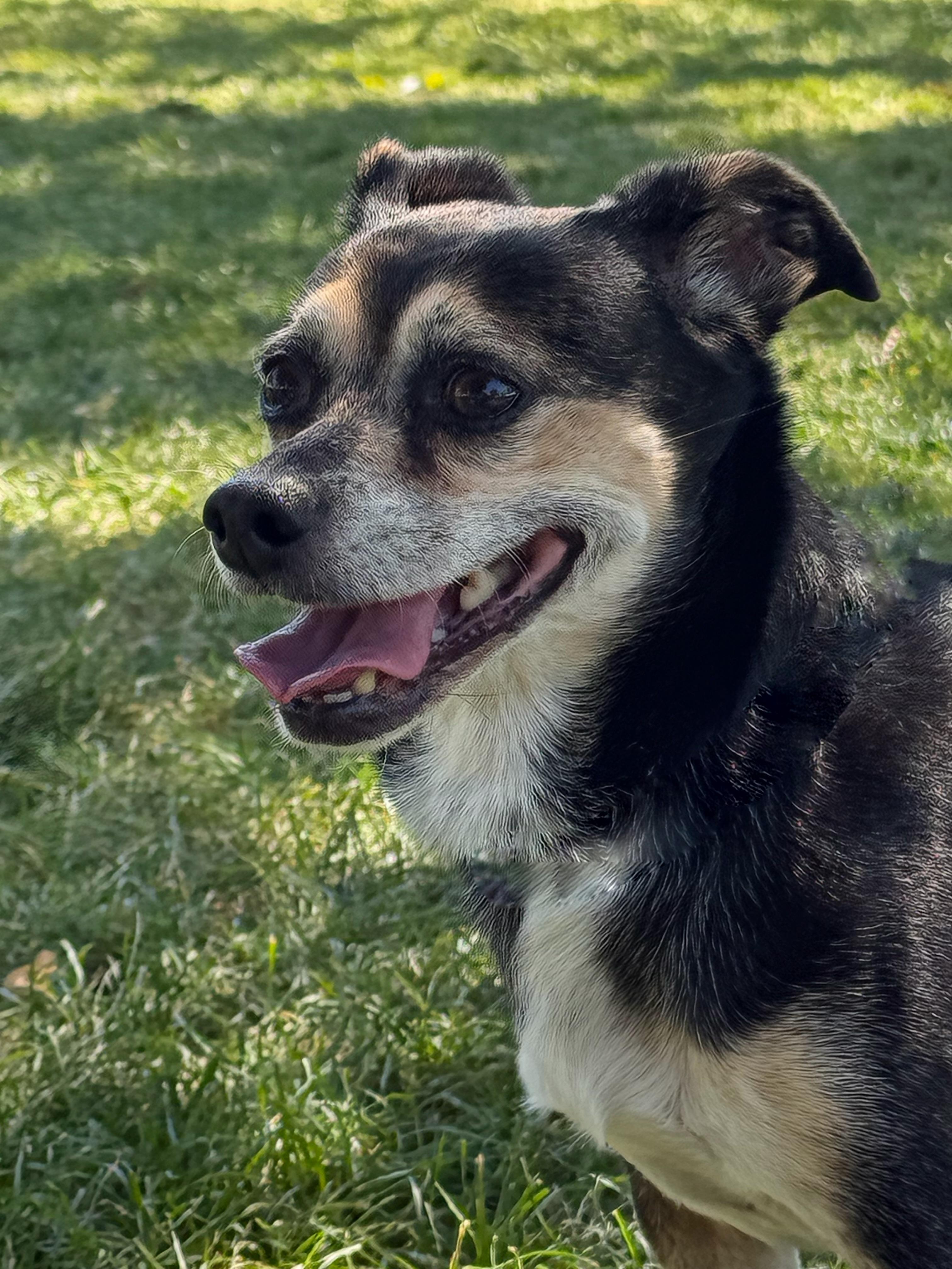 Toby Mac, a Adoptable mixed breed in Twin Falls, ID image 3/6