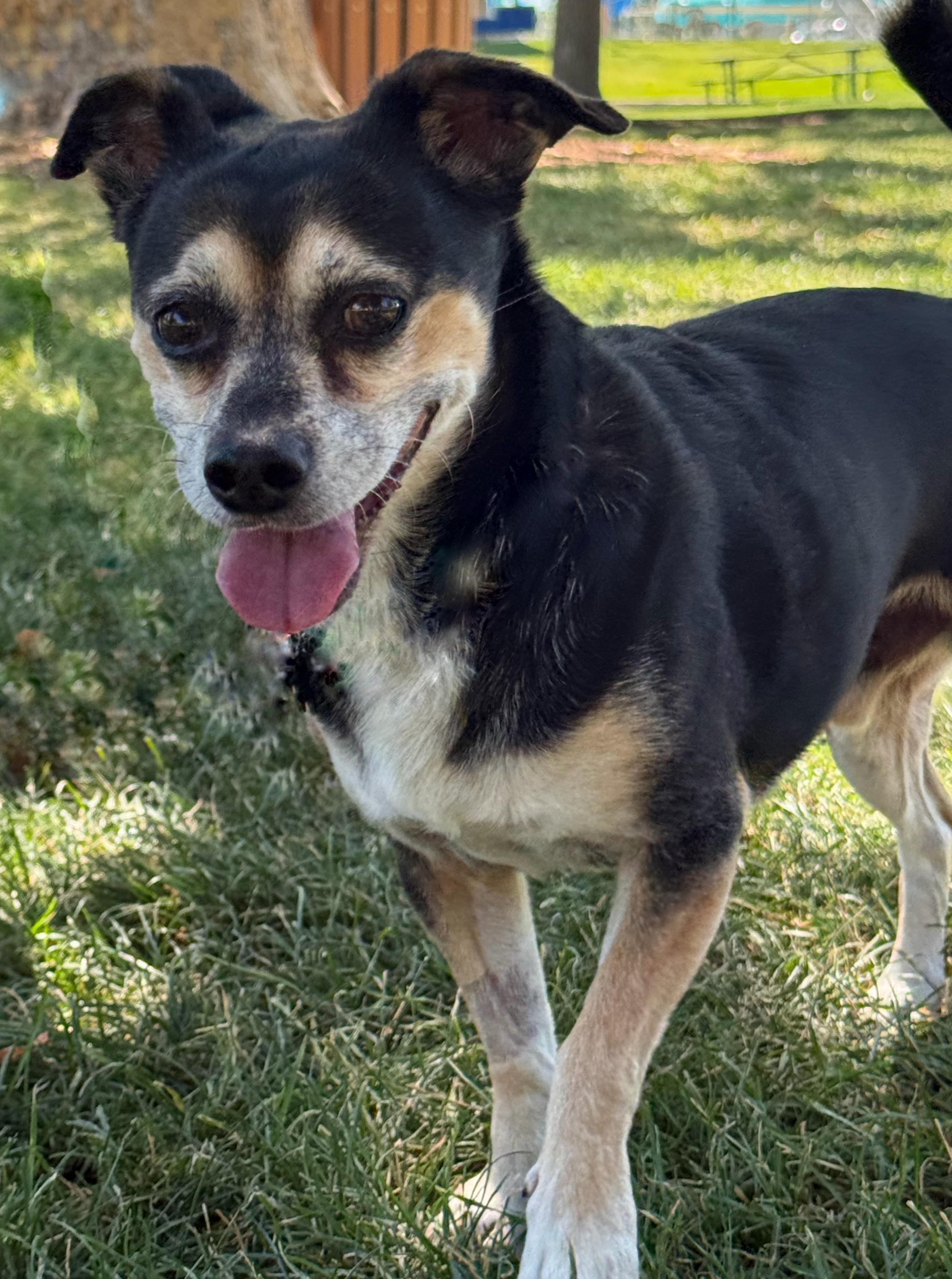 Toby Mac, a Adoptable mixed breed in Twin Falls, ID image 4/6