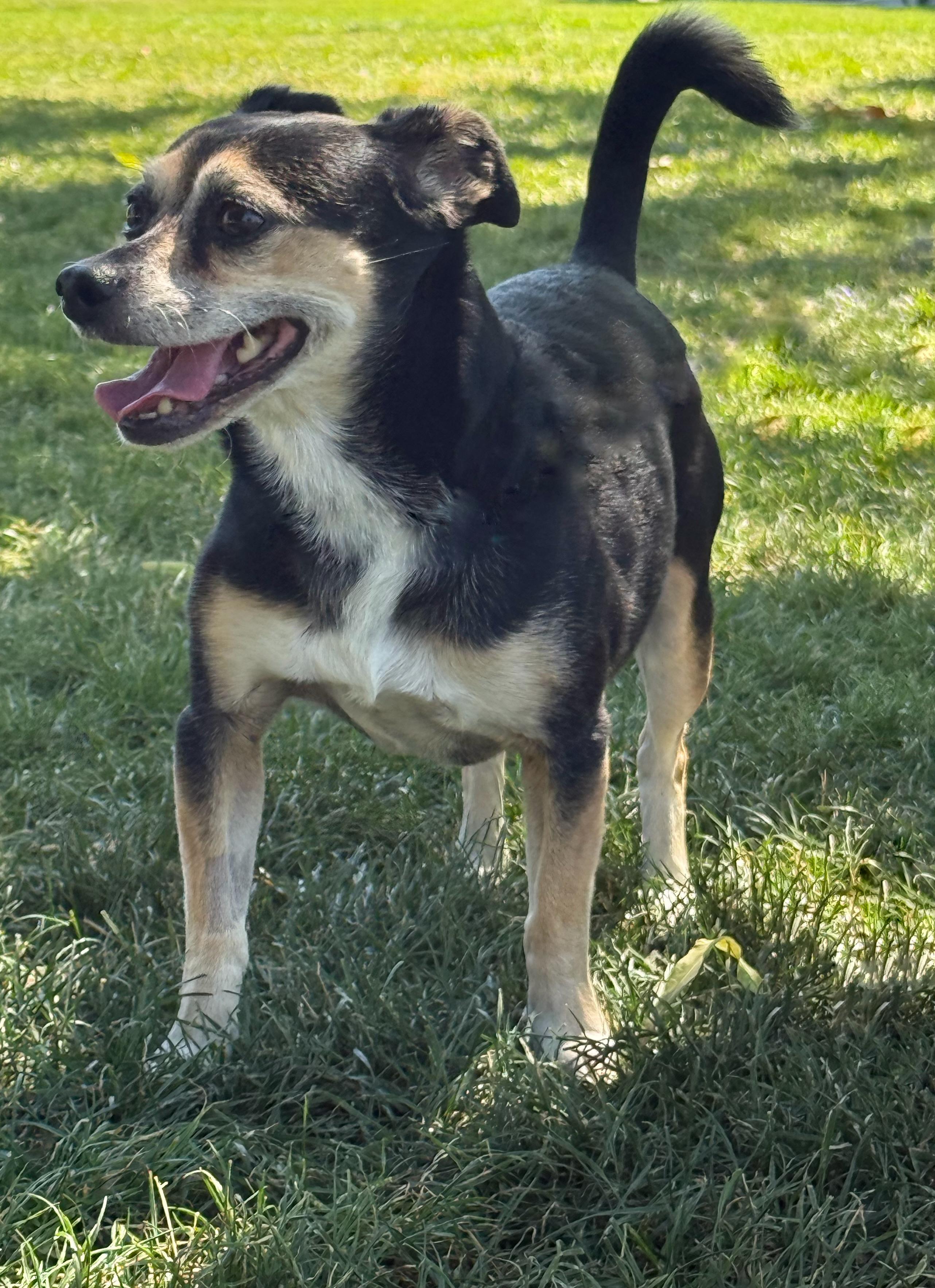 Toby Mac, a Adoptable mixed breed in Twin Falls, ID image 5/6
