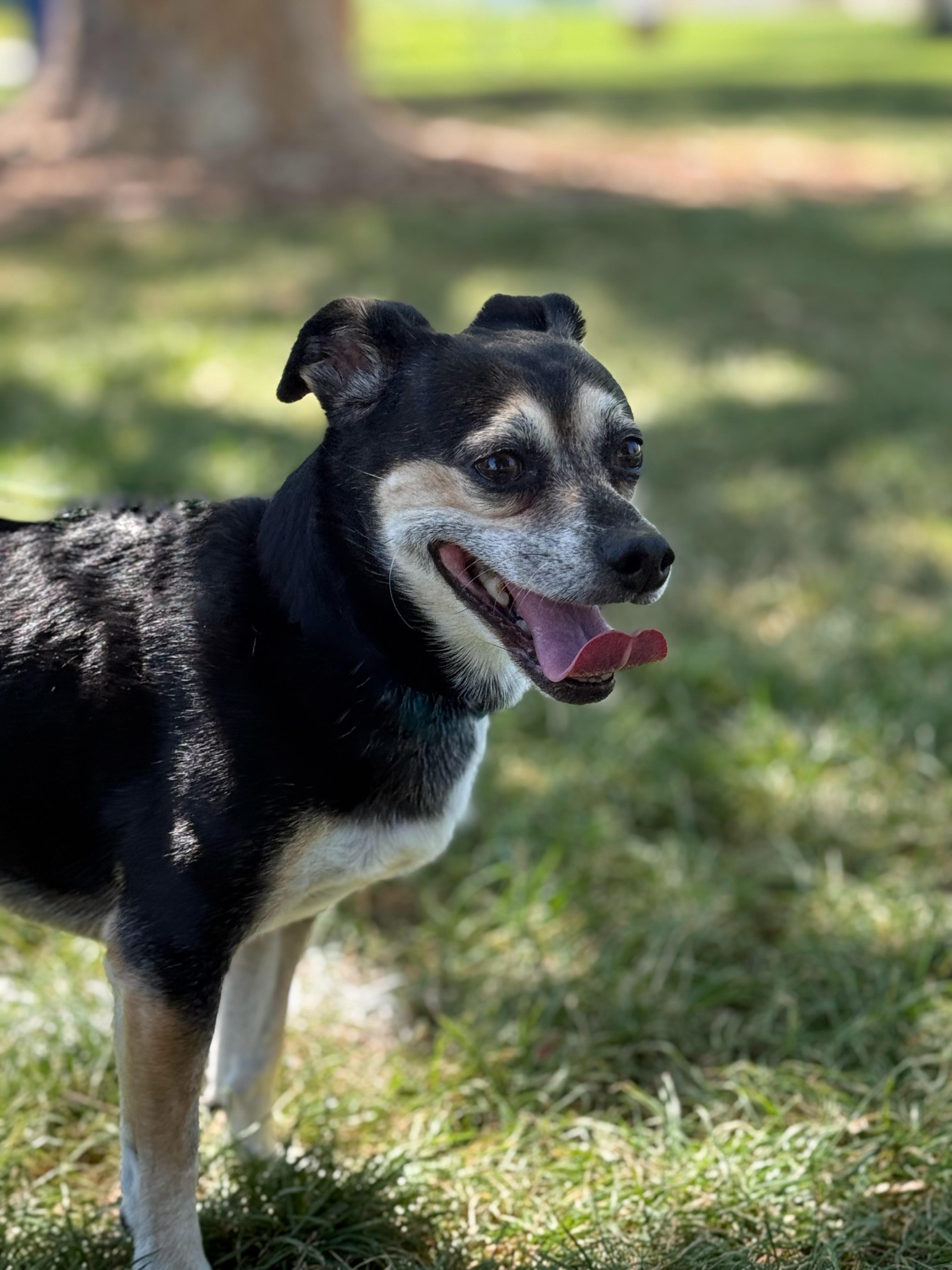 Toby Mac, a Adoptable mixed breed in Twin Falls, ID image 6/6