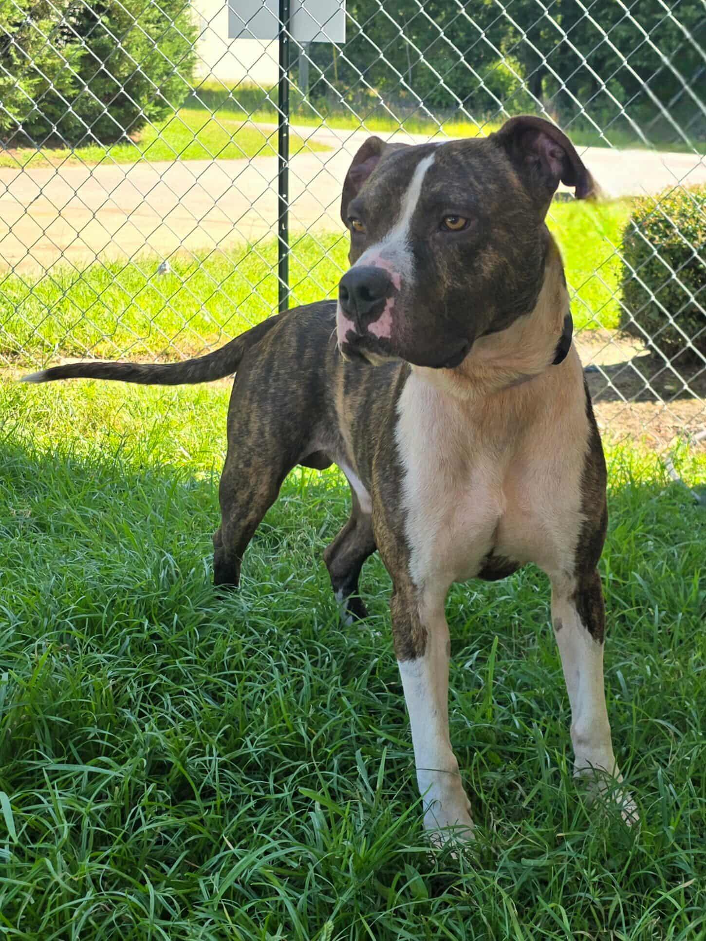 Riley, Adoptable, Young Male Boxer & Labrador Retriever.