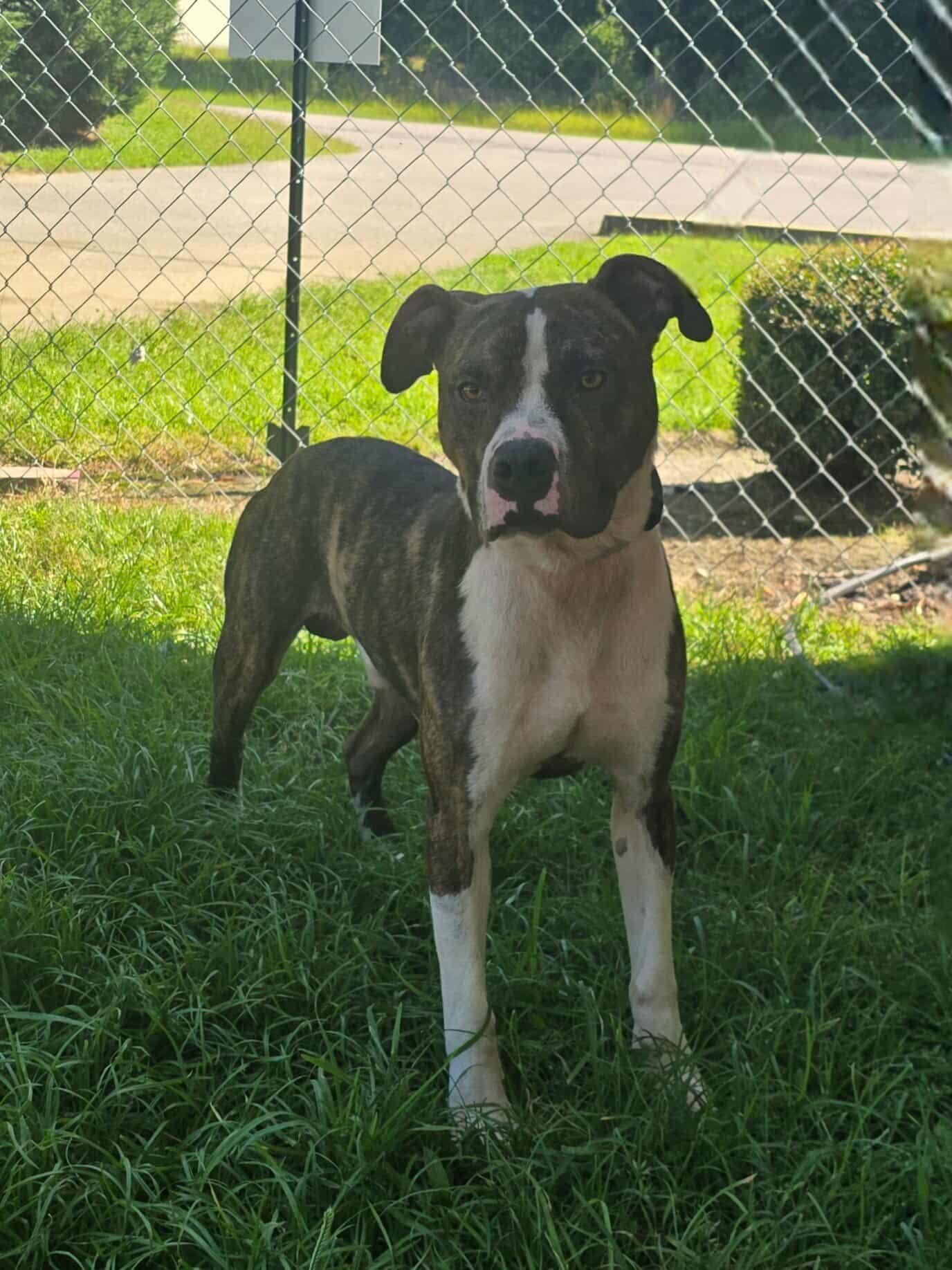 Enlarge Riley, a Adoptable mixed breed in Orangeburg, SC image 2/3