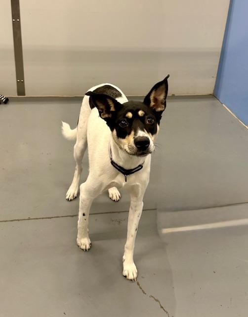 Sparkles, Adoptable, Adult Female Fox Terrier.