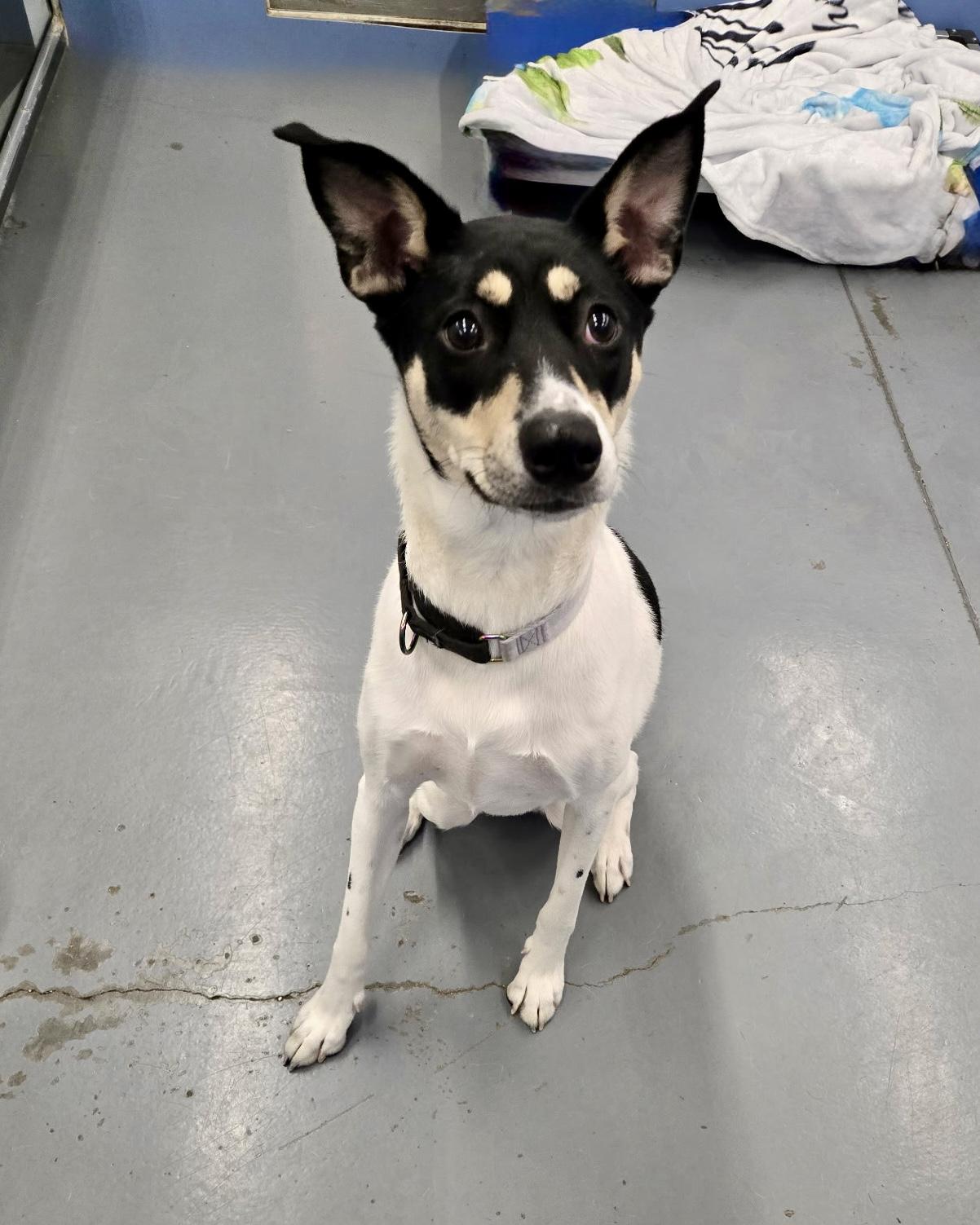 Sparkles, a Adoptable Fox Terrier in Winter Haven, FL image 2/2