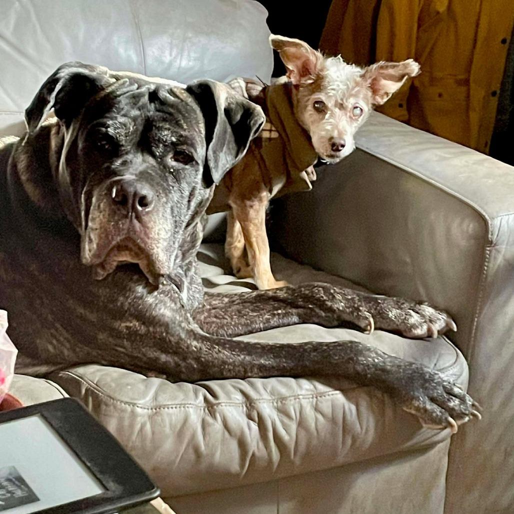 Molly, Adoptable, Adult Female Presa Canario & Cane Corso.