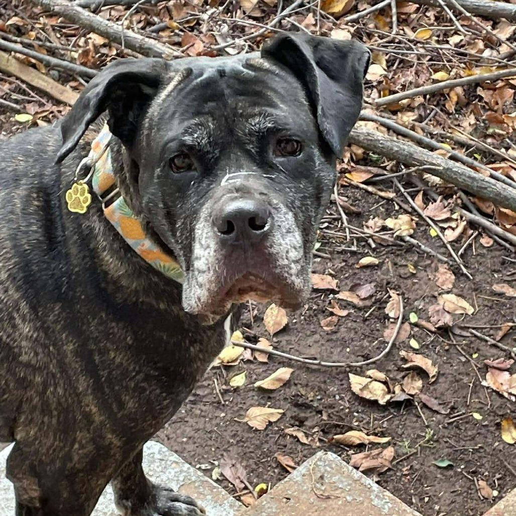 Molly, a Adoptable mixed breed in Mebane, NC image 3/4