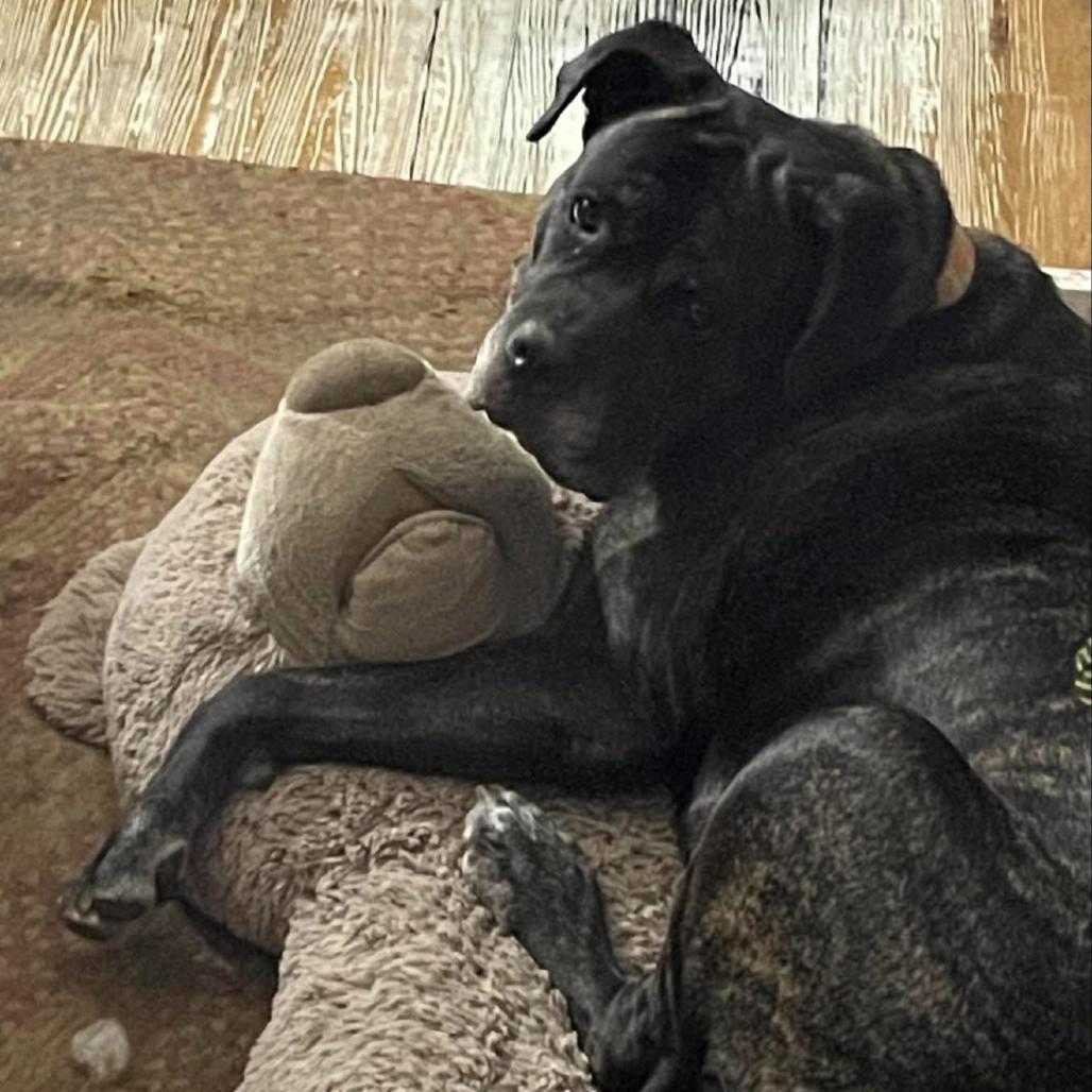 Molly, a Adoptable mixed breed in Mebane, NC image 4/4