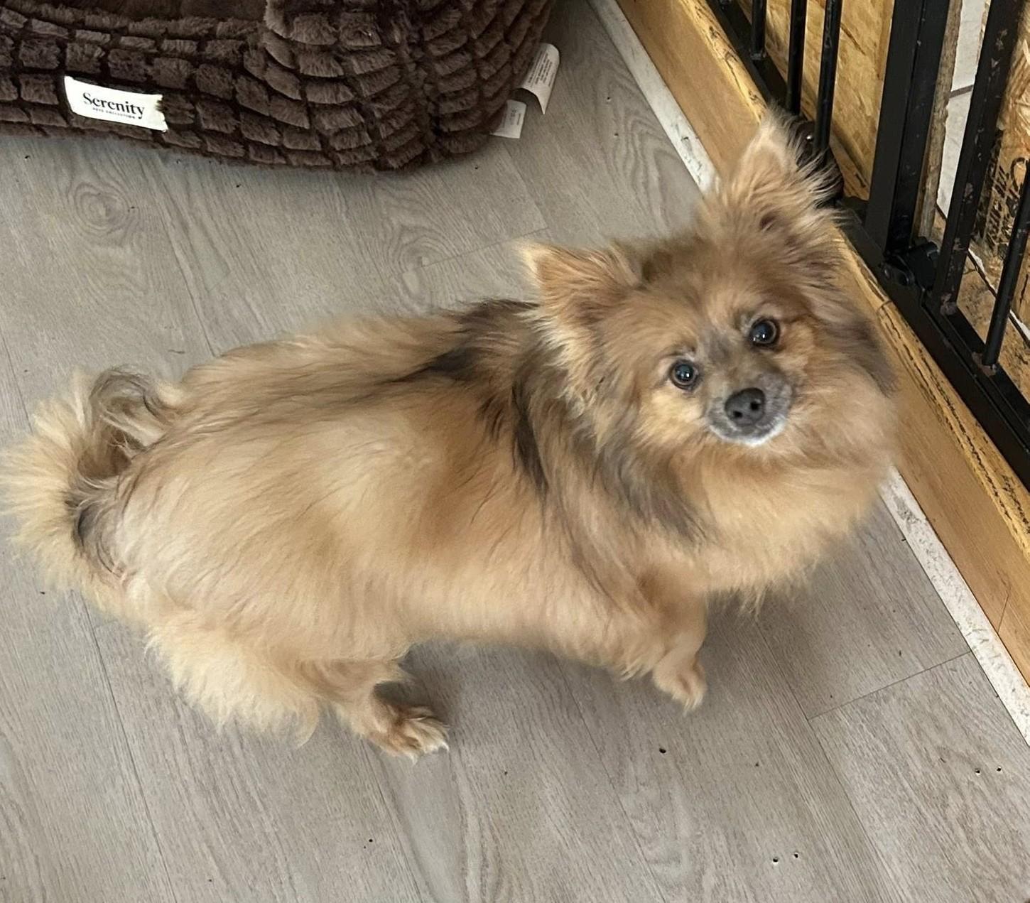 Havana, adopted, Adult Female Pomeranian & Chihuahua.