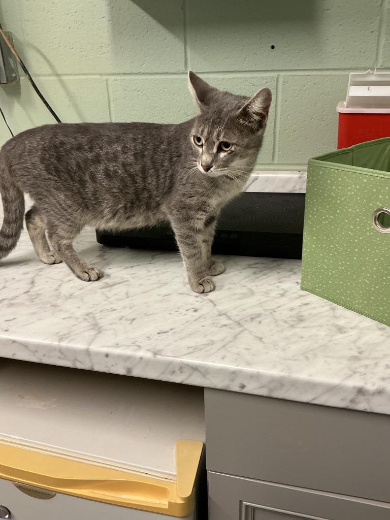 Stormy, Adoptable, Adult Female Abyssinian.