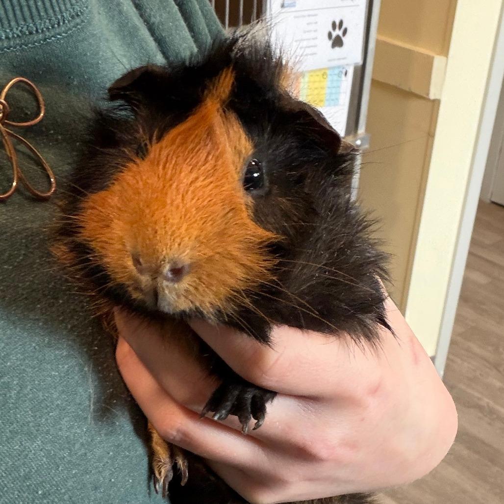 Bosco, Adoptable, Adult Male Guinea Pig.
