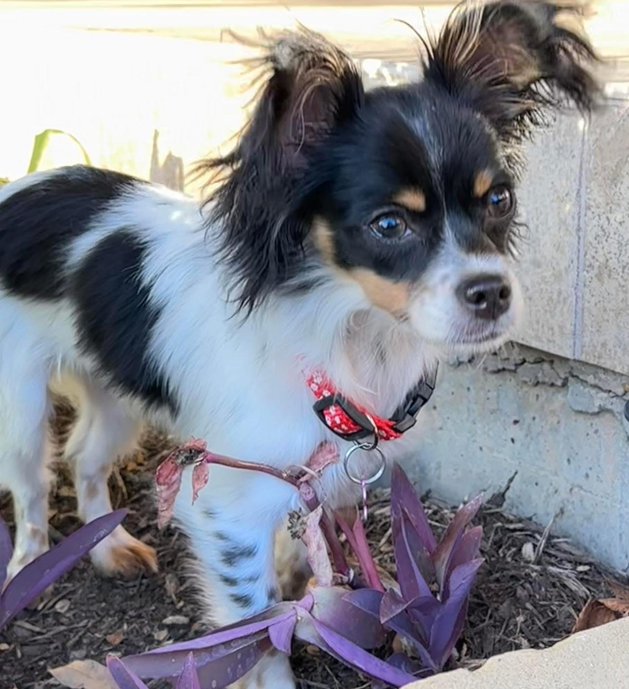 Gizmo
