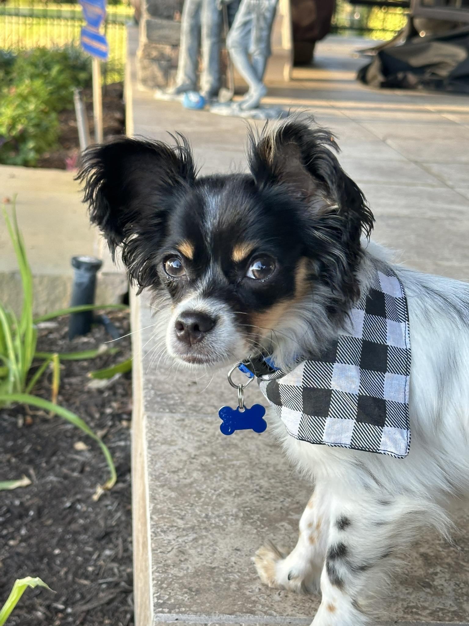Enlarge GIZMO, an adoptable Papillon in Grand Prairie, TX image 3/4