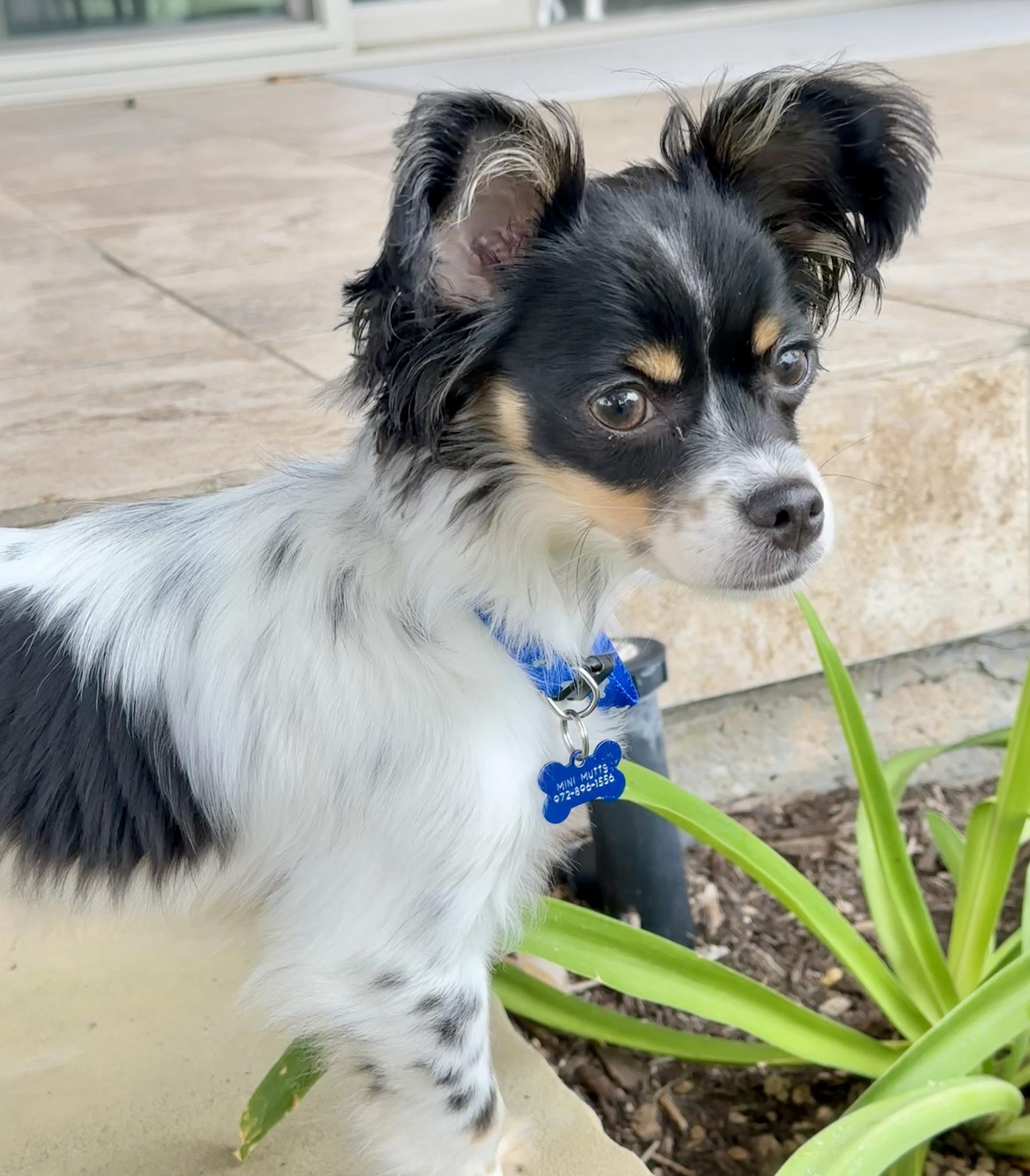 Enlarge GIZMO, an adoptable Papillon in Grand Prairie, TX image 4/4