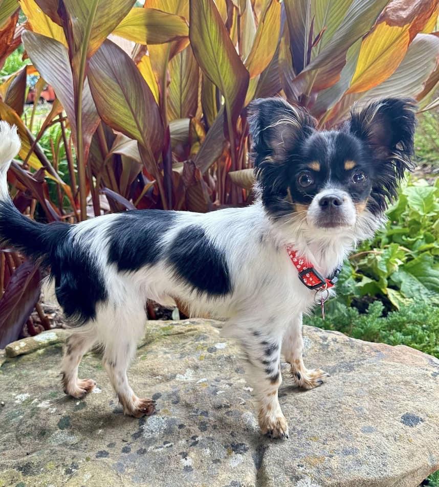 Enlarge GIZMO, an adoptable Papillon in Grand Prairie, TX image 1/4