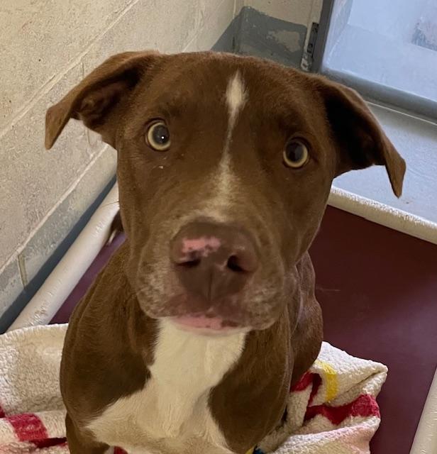 THADDEUS, ADOPTABLE, Young Male Border Collie & Foxhound.