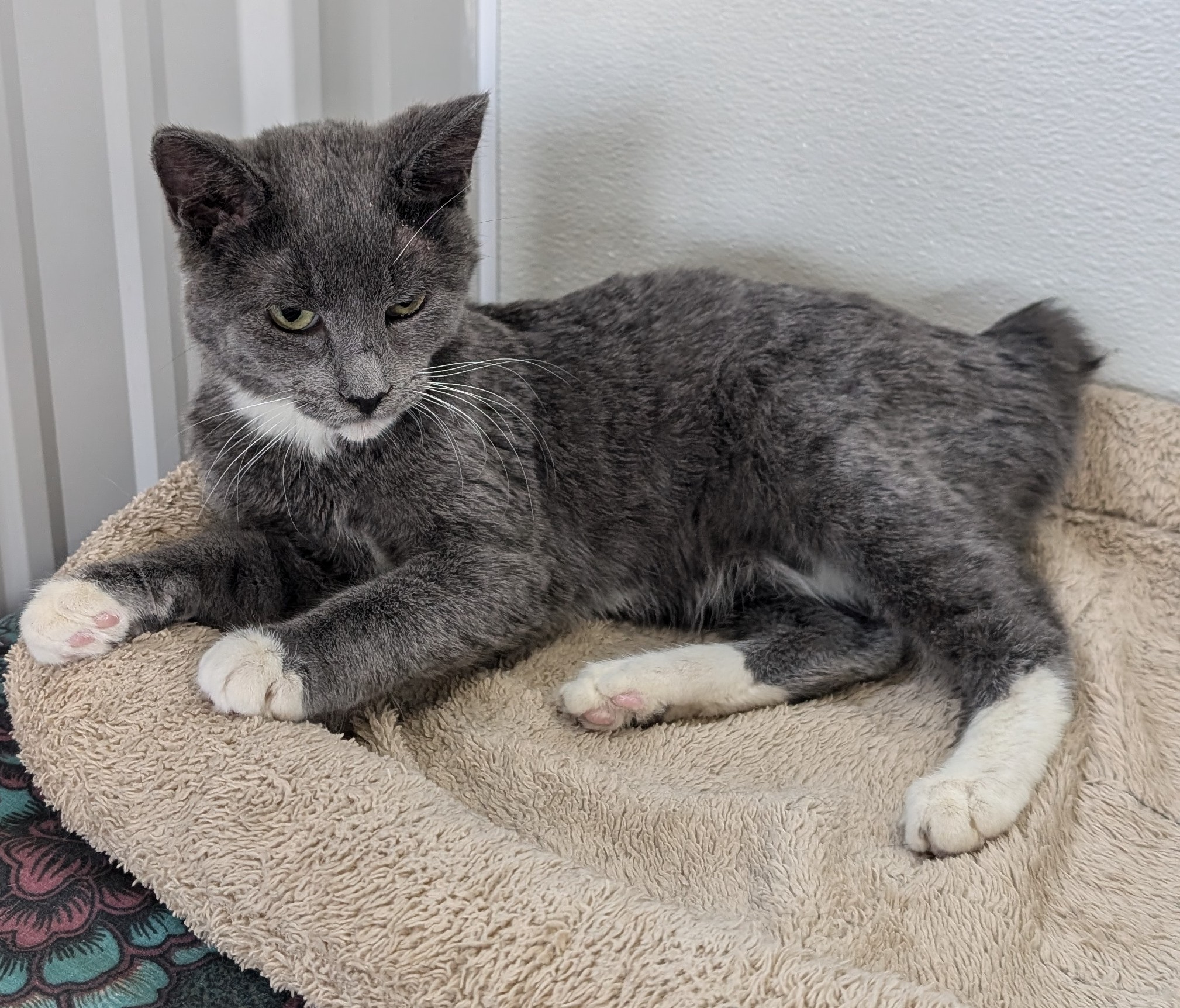 Cat for adoption Boots, a Domestic Short Hair in New Ulm, MN Petfinder