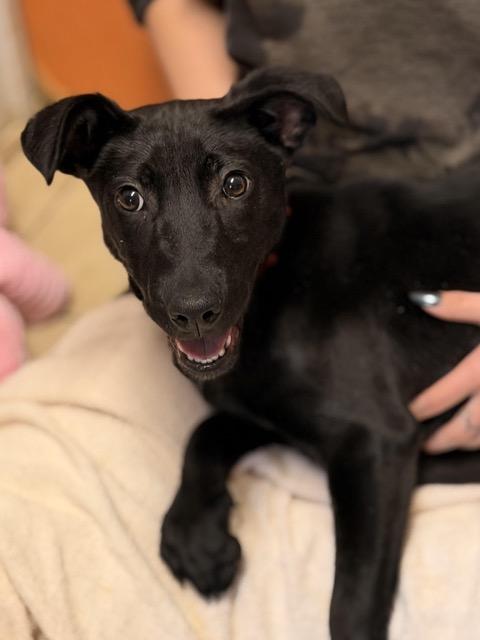 Regan, a Adoptable mixed breed in Sparta, NJ image 4/6