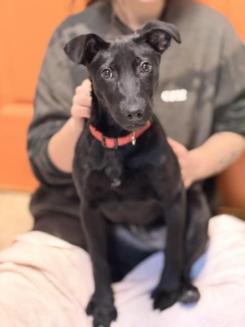 Regan, a Adoptable mixed breed in Sparta, NJ image 2/6