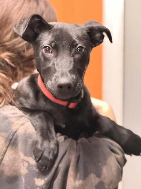 Regan, Adoptable, Puppy Female Labrador Retriever & Black Mouth Cur.