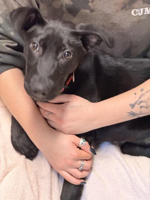 Regan, a Adoptable mixed breed in Sparta, NJ image 3/6