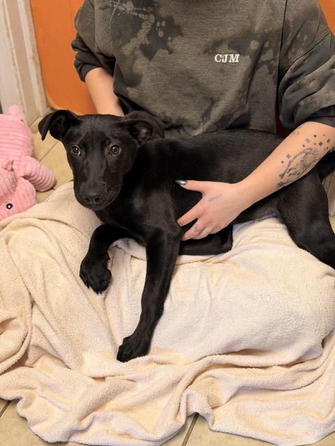 Regan, a Adoptable mixed breed in Sparta, NJ image 5/6