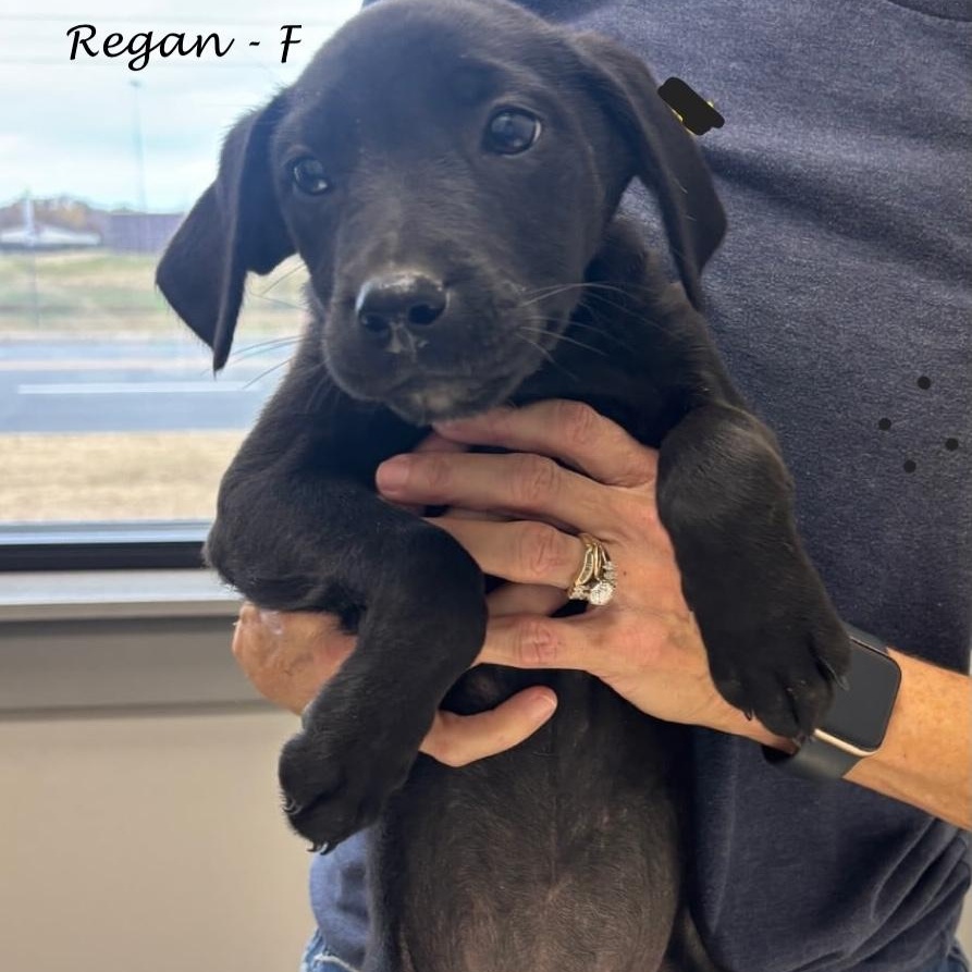Enlarge Regan, a Adoptable mixed breed in Sparta, NJ image 1/1